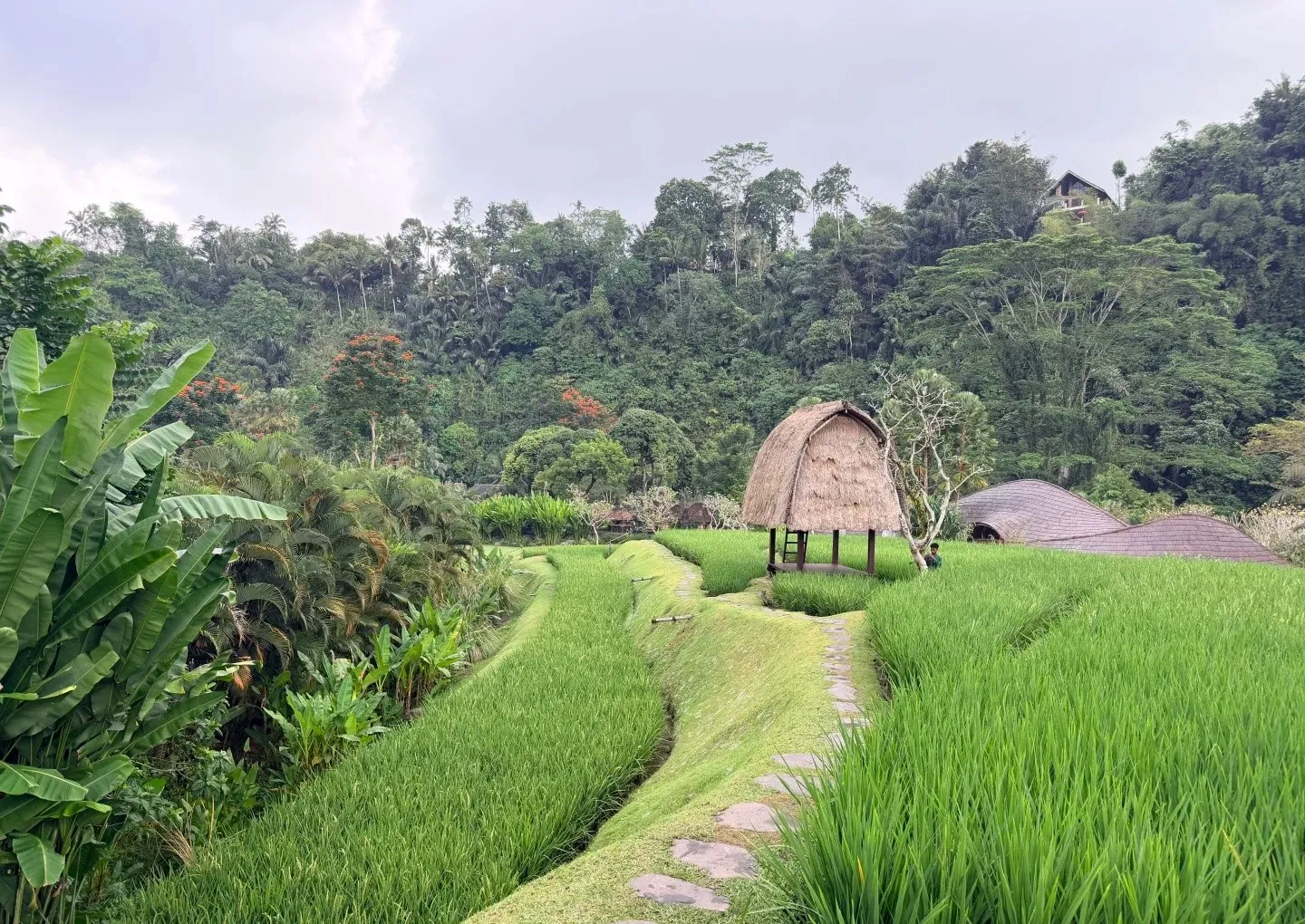 A stone path through green rice paddies to a thatched hut, with jungle behind